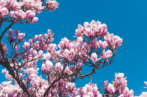 VIsit Magnolia Trees at Kew Gardens